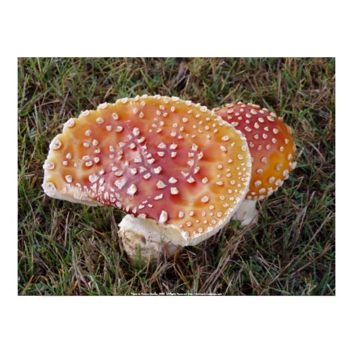 Toadstool #9 print