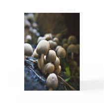 Toadstool Patch greetings card cards