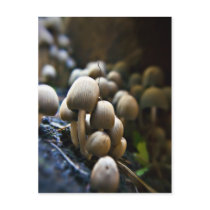 Toadstool Patch  postcard postcards