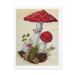 Toadstool Post Card