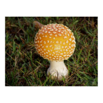 Toadstools #1 posters by dlmtleArt Toadstools #1 posters