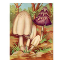 Toadstools 1 posters