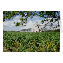 Tobacco Field and Curing Barn Card