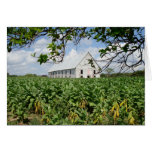 Tobacco Field and Curing Barn Card