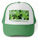 Tobacco field hats