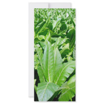 Tobacco field rack cards
