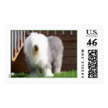 Toby in the yard postage