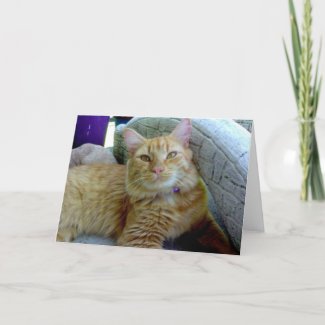 Toby the Cat Greeting Card card