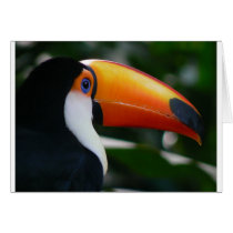 Toco_toucan_Parque_das_Aves Card