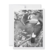 TOCO TOUCAN PHOTO BLACK AND WHITE ANNOUNCEMENTS