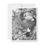 TOCO TOUCAN PHOTO BLACK AND WHITE ANNOUNCEMENTS