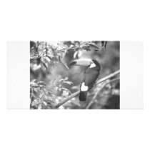 TOCO TOUCAN PHOTO BLACK AND WHITE CUSTOMIZED PHOTO CARD