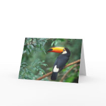 TOCO TOUCAN PHOTO FULL COLOR GREETING CARD
