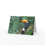 TOCO TOUCAN PHOTO FULL COLOR cards