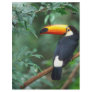 TOCO TOUCAN PHOTO FULL COLOR FLYER DESIGN