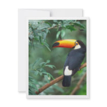 TOCO TOUCAN PHOTO FULL COLOR invitations