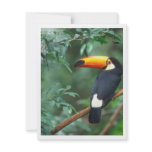 TOCO TOUCAN PHOTO FULL COLOR PERSONALIZED INVITATIONS