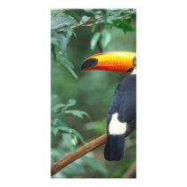 TOCO TOUCAN PHOTO FULL COLOR photo cards