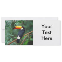 TOCO TOUCAN PHOTO FULL COLOR rack cards by VoXeeD TOCO TOUCAN PHOTO FULL COLOR rack cards