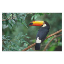 TOCO TOUCAN PHOTO FULL COLOR stationery