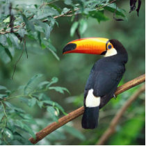 Toco Toucan photo sculptures
