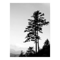 Together We Grow l Nature B&W Photography Poster