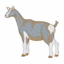 Toggenburg Goat