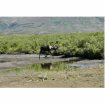 Togiak National Wildlife Refuge photo sculptures