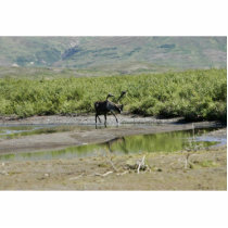 Togiak National Wildlife Refuge photo sculptures