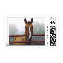 Tom postage by nascarhorselover Tom postage