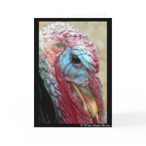 Tom Turkey cards