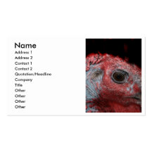 Tom Turkey head close up photo Business Card Template