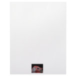 Tom Turkey head close up photo Custom Letterhead