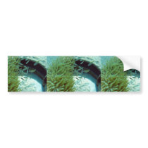 Tomates Swimming With Anemone Bumper Stickers