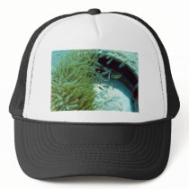 Tomates Swimming With Anemone Hat