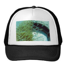 Tomates Swimming With Anemone Hat