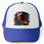 Tomato ClownFish hats