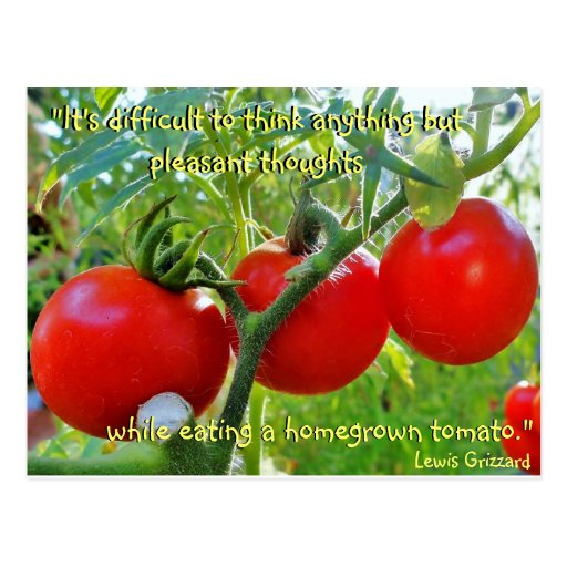 Tomato Fun Quote Postcard Zazzle