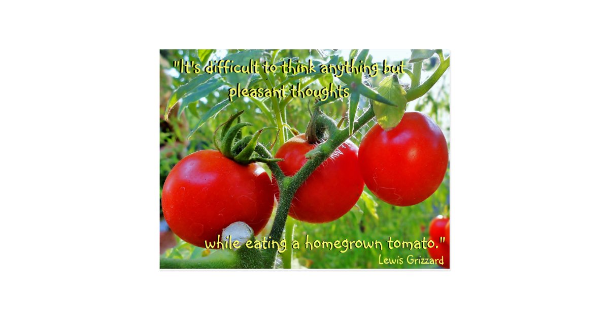 Tomato Fun Quote Postcard Zazzle