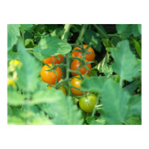 Tomato Photo posters