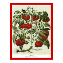 Tomato Post Cards