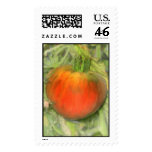 TOMATO postage