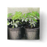 Tomato Seedlings In Nursery Pots Button