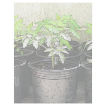 Tomato Seedlings In Nursery Pots Letterhead