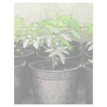 Tomato Seedlings In Nursery Pots Letterhead