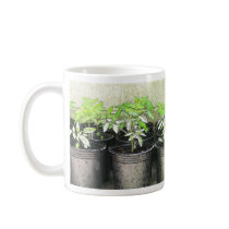 Tomato Seedlings In Nursery Pots Coffee Mug