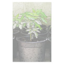 Tomato Seedlings In Nursery Pots Stationery Paper