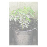 Tomato Seedlings In Nursery Pots Stationery Paper