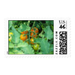 tomato stamp
