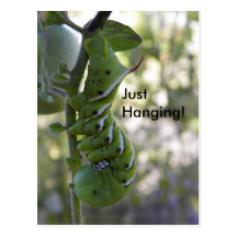tomato worm  / Caterpillar Post Cards